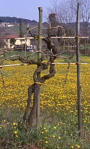 Pugnitello vine The owner of the vineyard where it was growing had no information regarding its provenance.