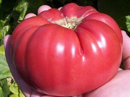 *TOMATOES MARKED WITH AN ASTERISK MAY ALSO BE GROWN IN A CONTAINER* AMISH PASTE Heirloom 80 days Indeterminate A long-time favorite that is prolific and large for a sauce tomato.