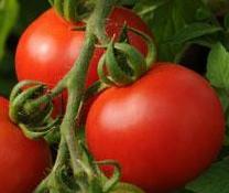 Plant produces high yields of glossy true red, 1 1/2 inch grape tomatoes that grow in long clusters. Fruit is very sweet and is perfect for salads and gourmet dishes.