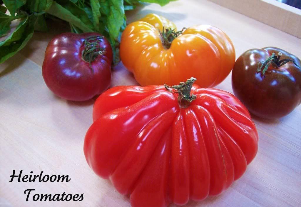 A FEW NOTES ON GROWING TOMATOES: Ever wonder why a tomato does not seem to taste, or perform the same, from one year to another, or it seems different than how others described it?