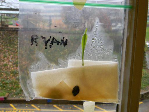 ..which seed will sprout first. I think...the children made their predictions and planted their 3 seeds in a ziploc baggie with a moist paper towel.