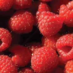 Raspberries & Blackberries If you enjoy the fruit, then pluck not the flower.