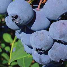 Blueberries What is called genius is the abundance of life and health.