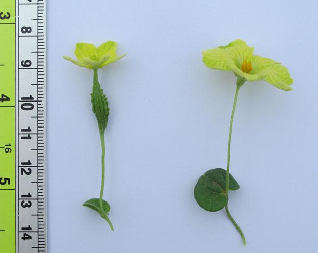 6 Removal of lateral branches in the first 10 nodes has a positive effect on total yield. Without pruning, most of the female flowers occur between the 10th and 40th nodes, or at a height of 0.5 2.