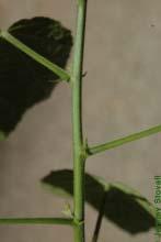 wax mallow Malvaceae Malvaviscus arboreus Leaf:Alternate, simple, deciduous; often 3 lobed and distinctly