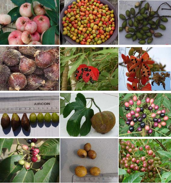 62 Wild edible fruits of Dimapur, Nagaland PLATE - II 13 14 15 16 17 18 agaland 19 20 21 22 23 24 Figures 13 24: 13. Garcinia indica, 14. Gnetum gnemon, 15. Gnetum montanum, 16. Zalacca secunda, 17.