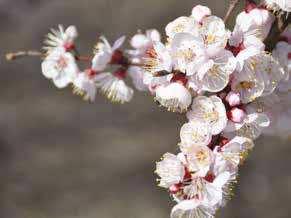 Apricot blossom is