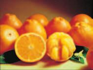 and rushed to your door. Treat yourself and the ones you love to Florida s sweetest citrus.