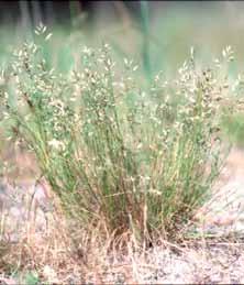 Wallaby Grasses Poaceae Grass 20-40 cm (h) 20-40 cm (w) EVC 641 Riparian