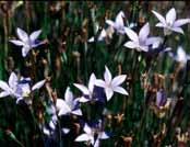 contains small black seeds Flower colour: Pale blue Flowering: Sept - Nov EVC