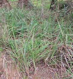3-2 m (w) Perennial grass-like sedge with rhizomes Narrow hollow stems, almost triangular in cross section