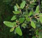 Callistemon sieberi River Bottlebrush Myrtaceae 3-10 m (h) 2-6 m (w) Correa reflexa