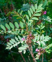 Good plants to attract butterflies Aboriginal use: Leaves were