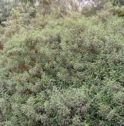 and thinner than Myoporum insulare, with finely toothed