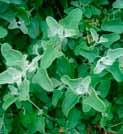 Flowering: Nov - Jan EVC 641 Riparian Woodland Similar to Blackberry, the exotic weed,
