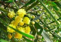 Acacia pycnantha Golden Wattle Mimosaceae Tree 3-8 m (h) 2-5 m (w)