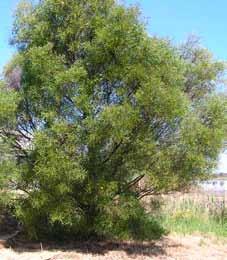 uncifolia Coast Wirilda Mimosaceae Tree 2-6 m (h) 2-3 m (w) EVC 56