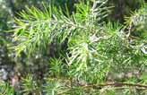 Acacia verticillata subsp verticillata Prickly Moses Mimosaceae Tree 2-6 m (h)