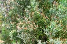 Banksia marginata Silver Banksia Proteaceae Tree 1-10 m (h) 1-5 m (w) Callitris