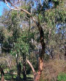 typical eucalyptus scent Grows best on poorly drained sites Aboriginal use: Leaves were used in smoking