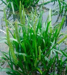 Herbland EVC 656 Brackish Wetland EVC 947 Brackish Lignum Swamp Semi-aquatic, fast growing perennial grass