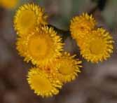 Flower colour: Yellow Flowering: Sept -