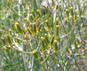 herb or sub-shrub Mauve-coloured daisy flowers on leafy stalks