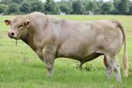 com BULLS FOR SALE PRIVATE TREATY HEIFERS ALSO AVAILABLE Calving Ease High
