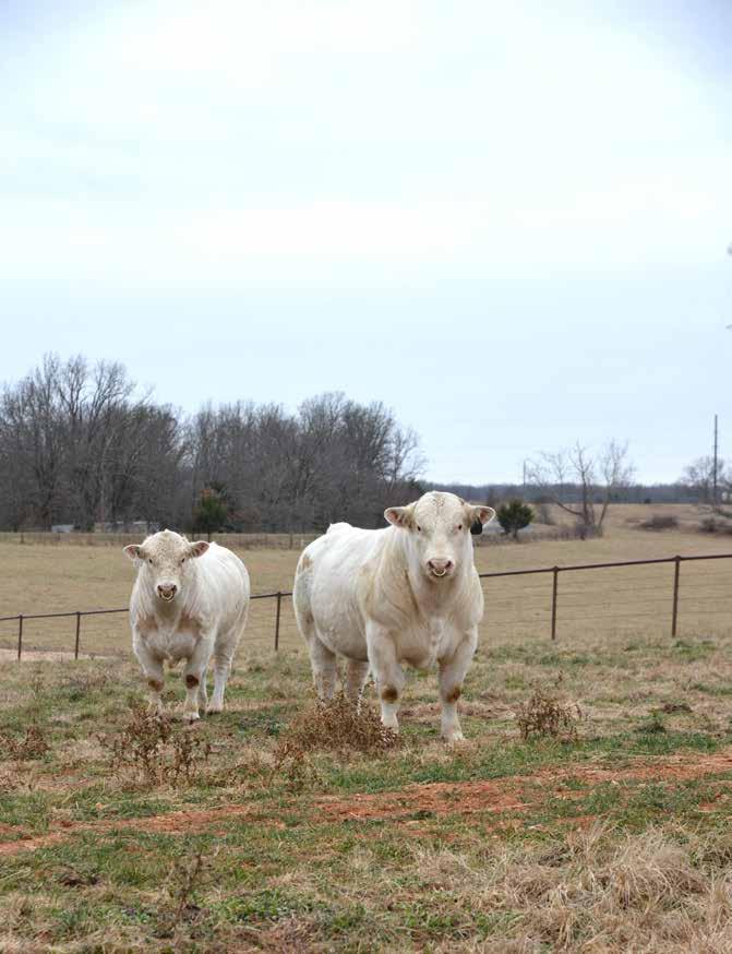Calving Ease Performance Productivity Quality Proven Genetics Raised on Fescue in the Ozarks Selling 100+ Bulls Annually Quality performance bulls in volume Bulls also available private treaty