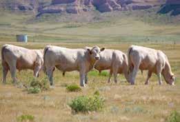 Bulls on Summer Pasture