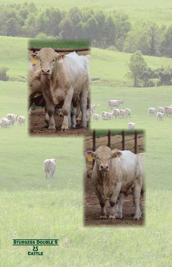 Bulls with Rock Solid Foundations......and Predictable Genetics 30 Breeding Age Bulls Available Now!