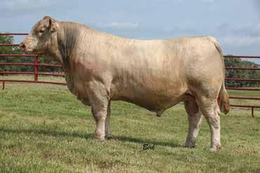 5; WW 35; YW 66; M 7; MCE 5.0; TM 25; REA 0.32, MB 0.31; TSI $214 160 Angus Bulls Sell Including this son of Basin Payweight 1682.