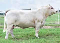 Bloodlines WATCH FOR UPCOMING BULL SALE