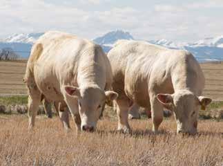 com Photo by Toby Dahl Features Commercial cow-calf producers favor Charolais...19 Cattle feeders favor Charolais...24 Consumers favor Charolais...25 Reference Information Letter of Introduction.
