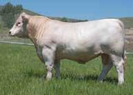Owned with Romans Charolais. Doll Charolais Ranch 3991 36th Street New Salem, ND 58563 www.dollranch.