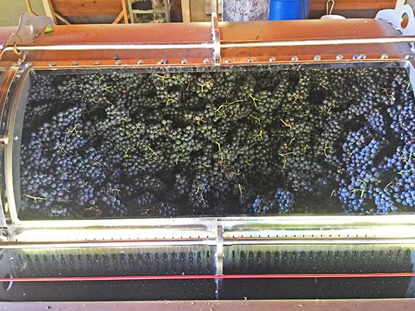 Figure 4. Monthly rainfall accumulation in vs. long-term average. Whole cluster Marquette grapes ready for pressing at Tug Hill vineyards, Lowville, NY. Photo by Craig Hosbach Figure 5.