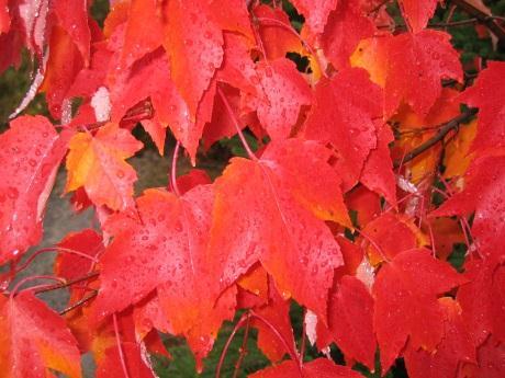Red Maple; érable rouge It can reach 35m at maturity, under ideal growing conditions, although we generally see it as a shrub in poorlydrained soils or on disturbed