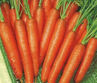 Weight (kg): 2,0 Carrot Nantes Foliage: Very