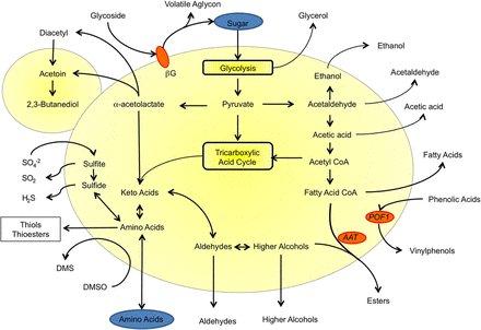 Off flavors result from natural metabolism Stress alters the flux of metabolites through pathways