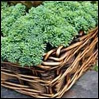 Fall Vegetable Gardening Ideally gardeners should start preparing for fall right around the summer solstice.
