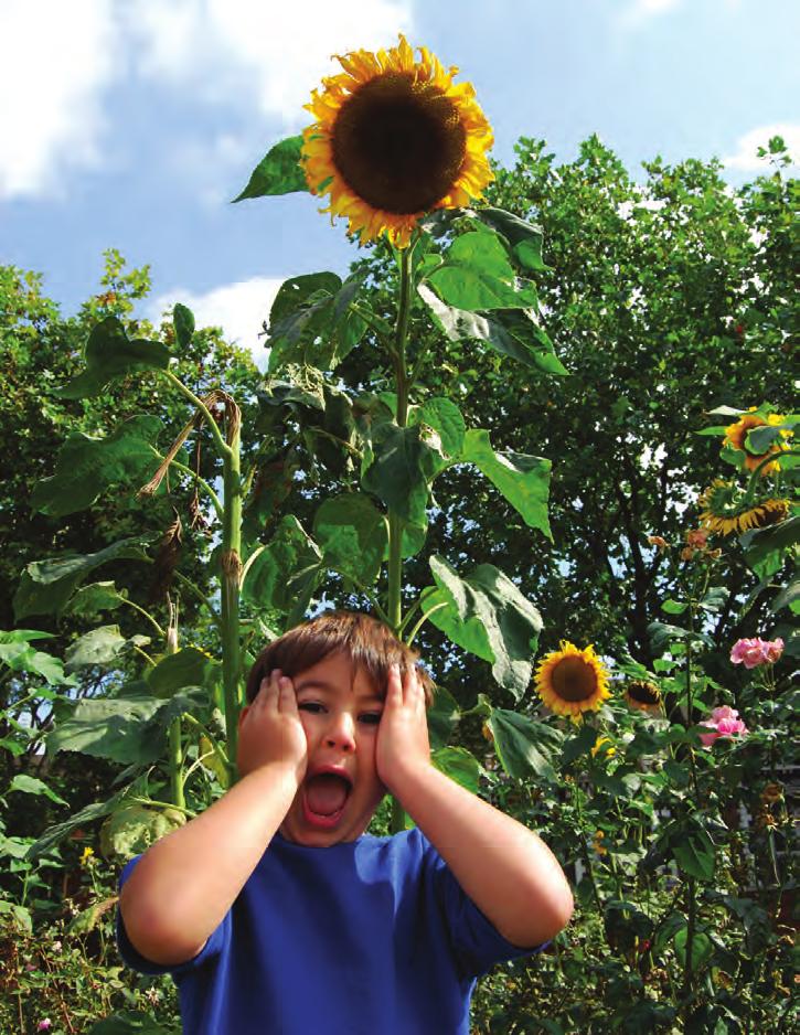 2011 by Alice Lee Folkins. Used with permission. Sunflowers can grow very tall.