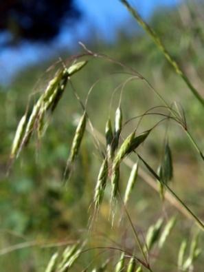 drooping. The pedicels are longer than the spikelets. Spikelets have 7-12 flowers and are about ½ long.