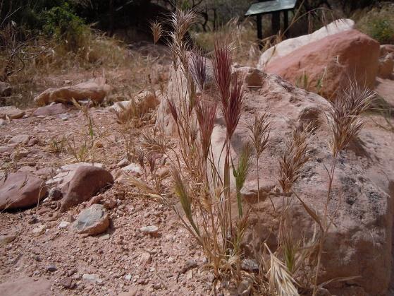 Zoya Alkulova Red Brome can be found mostly in desert and semi-desert areas where precipitation is 6-10 and