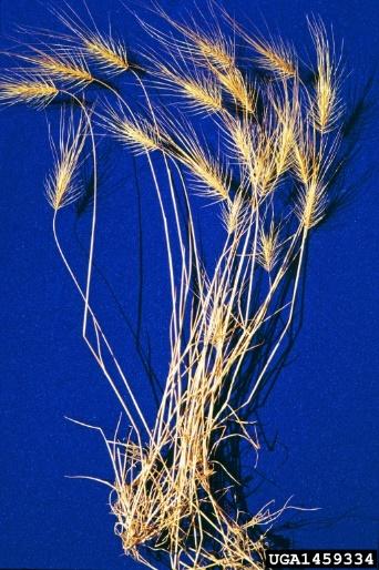 Sheaths are often hairy, ligules are absent, and auricles are clasping. A.S. Hitchcock Medusahead is an annual grass with tufted culms (6-24 tall) coming from a decumbent base.