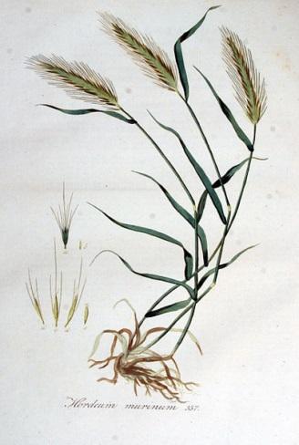 13 Mouse Barley Hordeum murinum Jointed Goatgrass Aegilops cylindrical