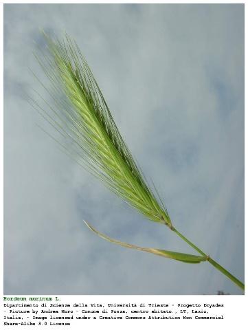 Barley is an annual 2-31 tall with loosely to densely tufted culms that bend