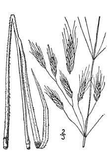 3 Illustrations of Key Terms Cheatgrass Bromus tectorum N.L.