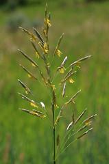 5-3 long and taper toward the tip. There are many rigidly arranged spikelets that each contain 4-8 florets.