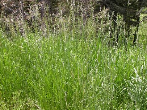 It is a rhizomatous perennial grass (up to 3 tall) that can form extensive monocultures with little or no open space for