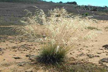 It is a rhizomatous perennial (6-36 tall), often densely covering riparian and
